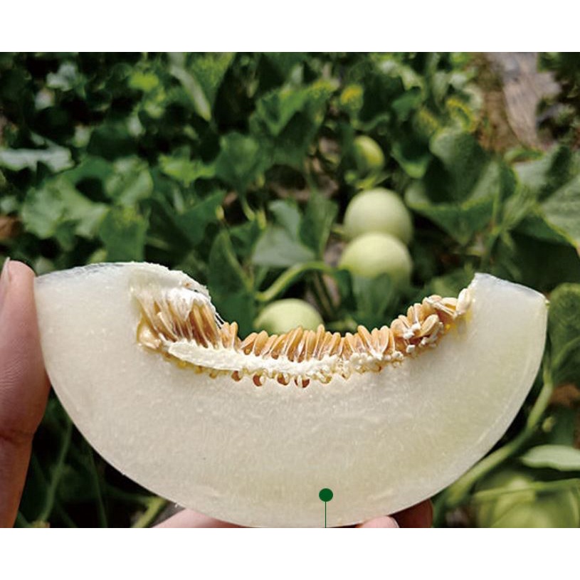 20 Hạt giống Dưa Lê Trắng Cao Sản 6081