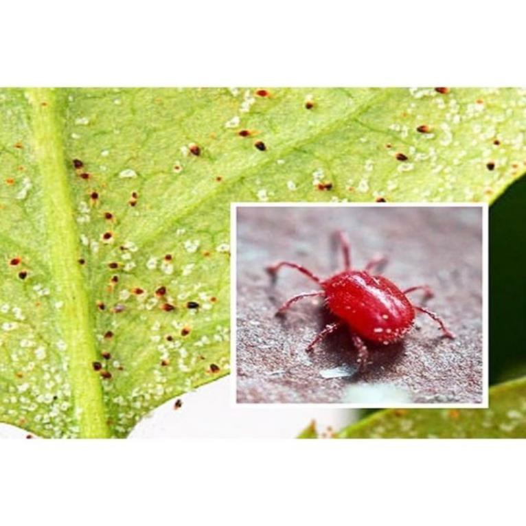 Thuốc chuyên trị nhện đỏ, bọ trĩ Thái Lan hiệu Greendaben gói chiếc 100g