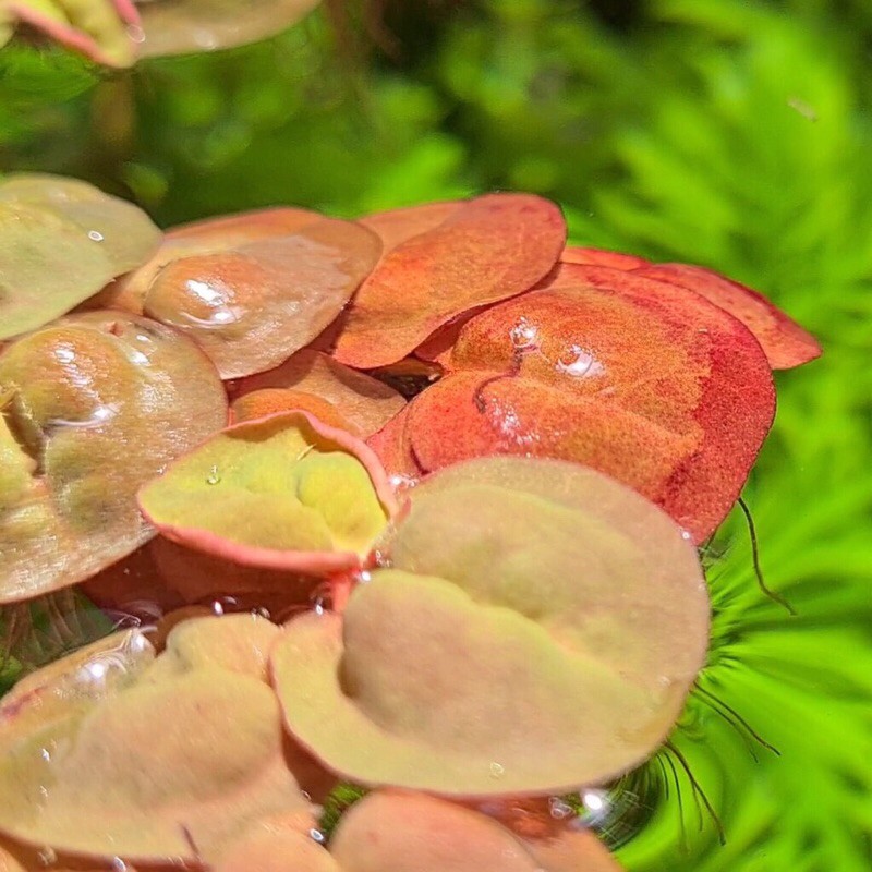 Bèo rễ đỏ - Cây thủy sinh khử độc,hút chất thừa, trang trí mặt bể thủy sinh tuyệt đẹp