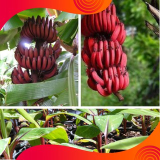 Hạt Giống Chuối Đỏ - 10 Hạt / Gói ( Hàng Loại 1 )