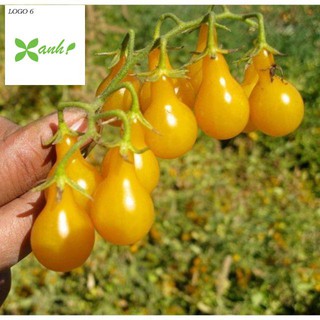 Hạt Giống Cà Chua Lê Vàng - 30 Hạt