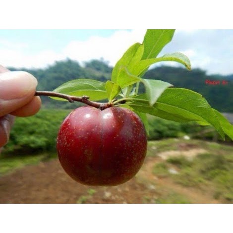 CÂY GIỐNG MẬN HẬU