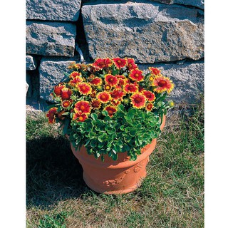 Bán sỉ Gói 50 hạt giống hoa cúc hoa cúc công chúa xuất xứ Đức- hạt giống Lucky Seeds hàng nhập khẩu, hàng chính hãng.