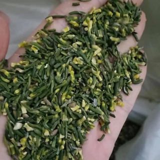 Trà Tim Sen_ tâm sen Khô [Loại Ngon] 100g
