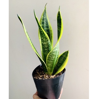 Câu lưỡi hổ lùn như hình