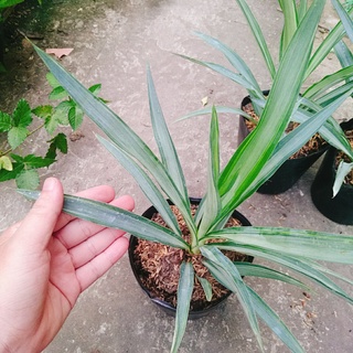 Cây Phát Tài Thái ( Dứa Diệp Tiễn )