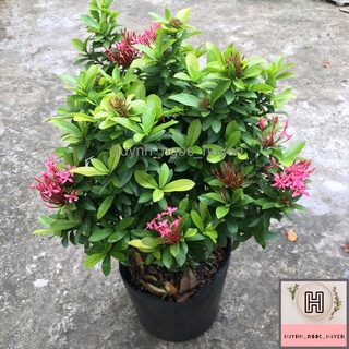 Chậu trang tím hồng lá nhỏ >45cm