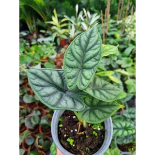 cây Alocasia dragon scales