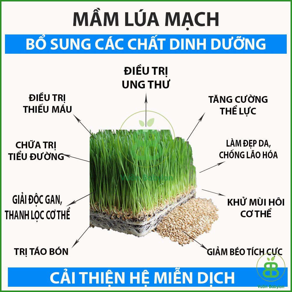 Hạt Giống Cỏ Lúa Mì 100gr (Mầm Lúa Mạch) Dễ Trồng, Thơm Ngon