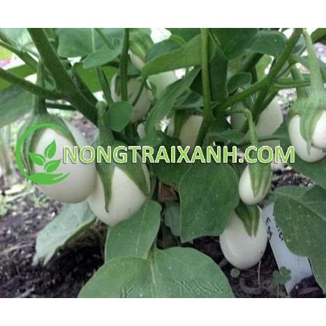 50H - HẠT GIỐNG CÀ PHÁO TRỨNG TRẮNG