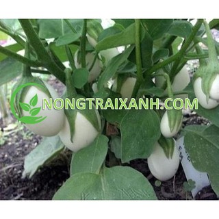 50H - HẠT GIỐNG CÀ PHÁO TRỨNG TRẮNG