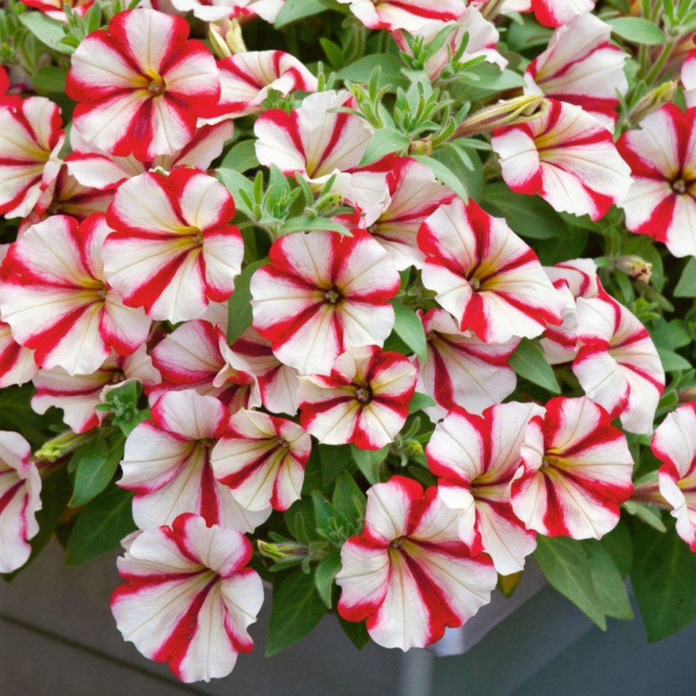 Hạt Giống Hoa Dạ Yến Thảo Sọc Mix Đủ Màu (gói 400 hạt, tặng phân)