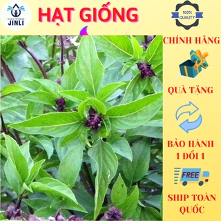 Hạt giống rau húng quế jl34