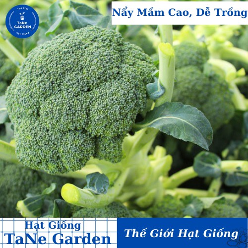 2Gr Hạt Giống Súp Lơ Xanh - TaNe Garden