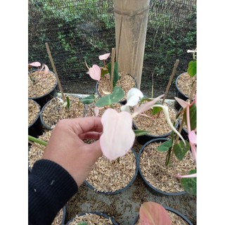 Philodendron Rare Màu Hồng