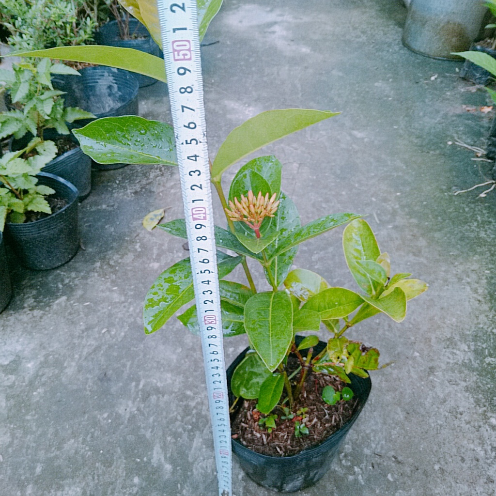 Mẫu Đơn Mỹ Đỏ - cây bông trang mỹ - caykiengsadec