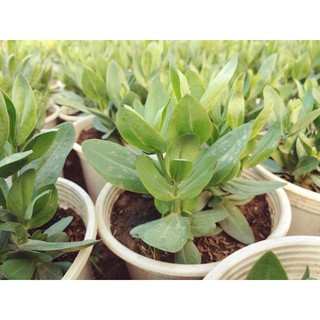 [Chậu 3 cây] Hoa Cát tường chơi tết