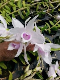 Giả hạc phi điệp rừng thuần