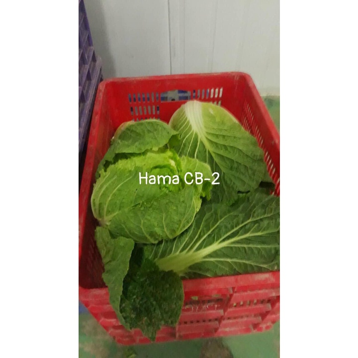 GÓI 20GR HẠT GIỐNG RAU CẢI THẢO F1 CHỊU NHIỆT