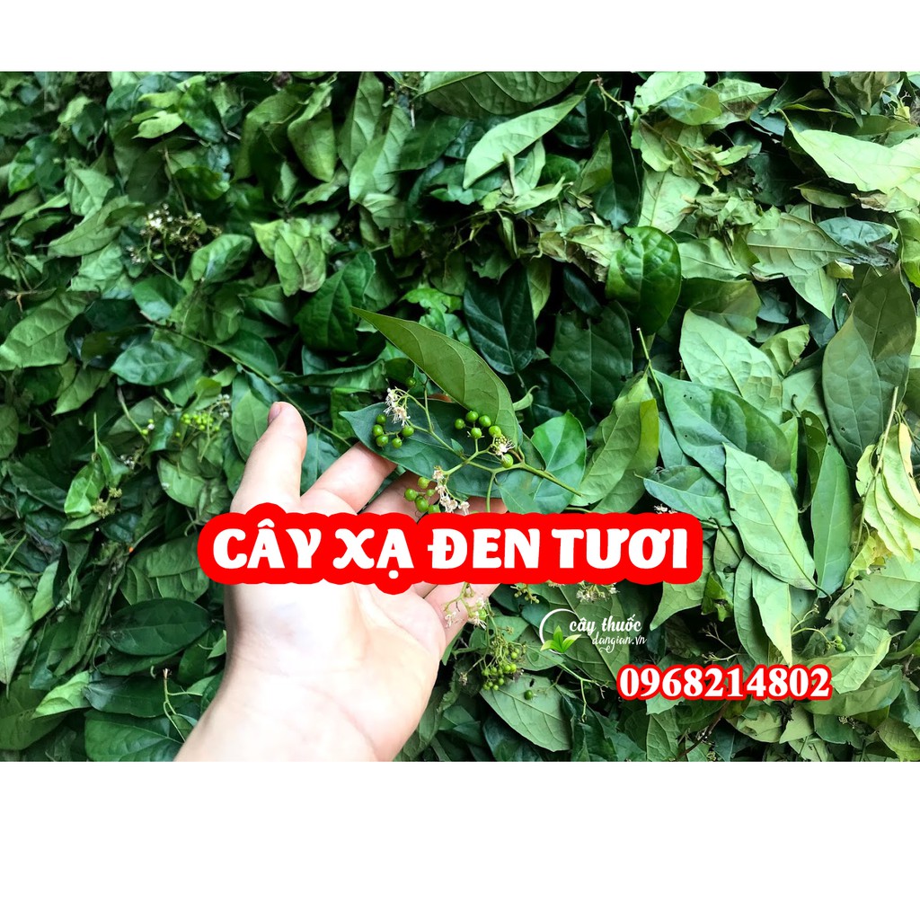 Cây xạ đen khô chuẩn Hòa Bình ở đâu