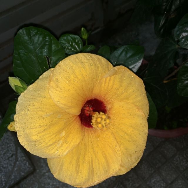 Bông dâm bụt Thái