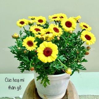 Cây Hoa Cúc Hoạ Mi Thân Gỗ, Cúc Trường Thọ, Cúc Vạn Niên Kèm Hướng Dẫn Cách Chăm Sóc - Jun Garden