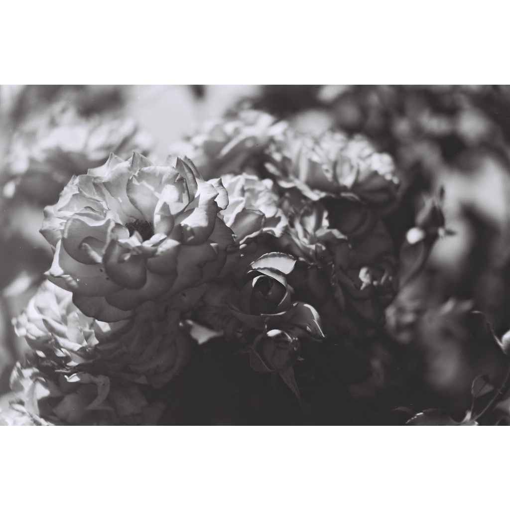 Phim Lomography Fantome Kino ISO 8, Đen Trắng B&W, 135/35mm x 36 Kiểu, Out Date Nhẹ Cho Máy Chụp Ảnh Film - LIIQ Flash