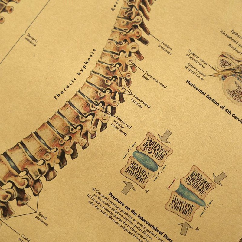 Tmdbyx Tấm Áp Phích Vải Canvas Treo Tường In Hình Giải Phẫu Học Cơ Thể Người
