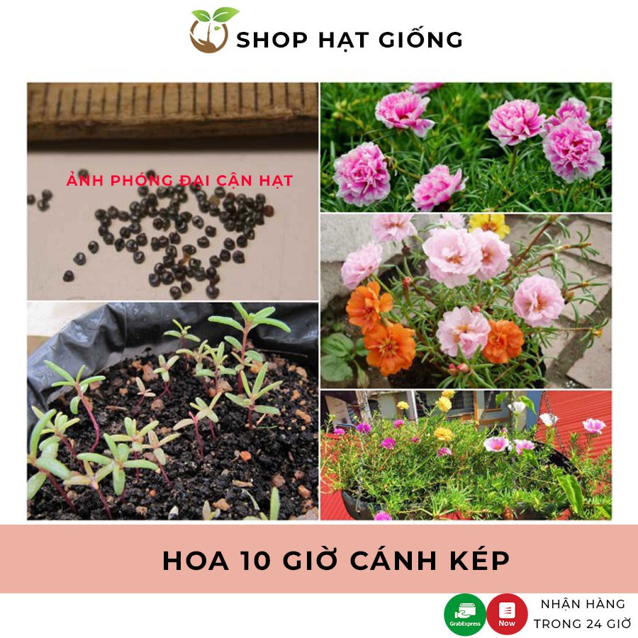 [Túi zip] Gói 200 hạt giống hoa mười giờ mỹ cánh kép nhiều màu, hoa 10 giờ mỹ đủ sắc màu