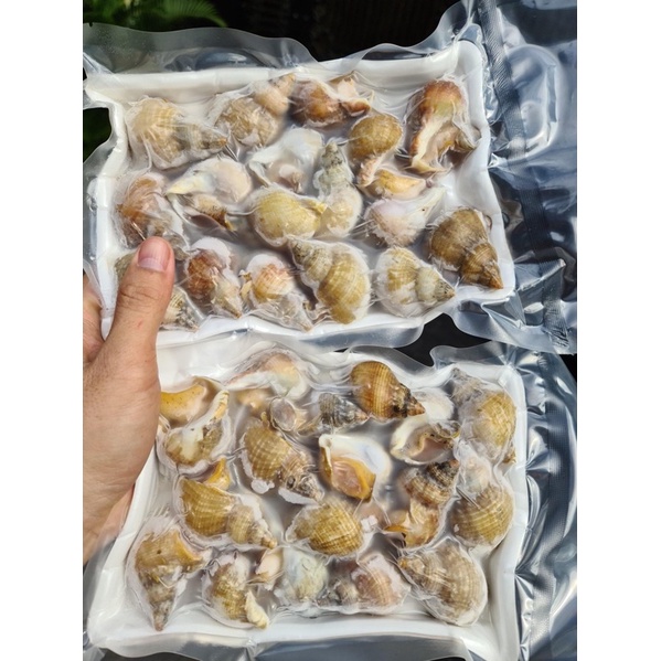 [HỎA TỐC SG] Ốc bulot Pháp (Bullot) lớn tươi ngon hấp sả rang muối 500g