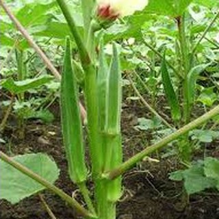 20gram HẠT GIỐNG ĐẬU BẮP