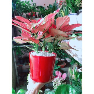 Chậu cây vạn lộc hồng lớn