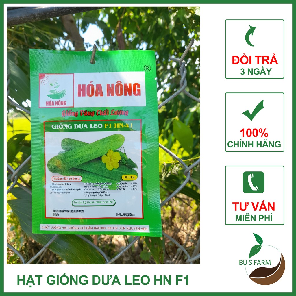 Hạt giống Dưa leo HN F1 cao sản, chịu nhiệt, dễ trồng (1gr)