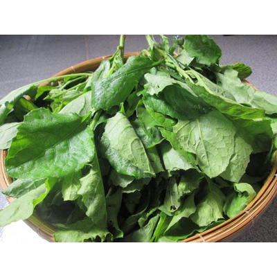 Hạt giống rau cải trời  KNS1436 - gói 100 hạt