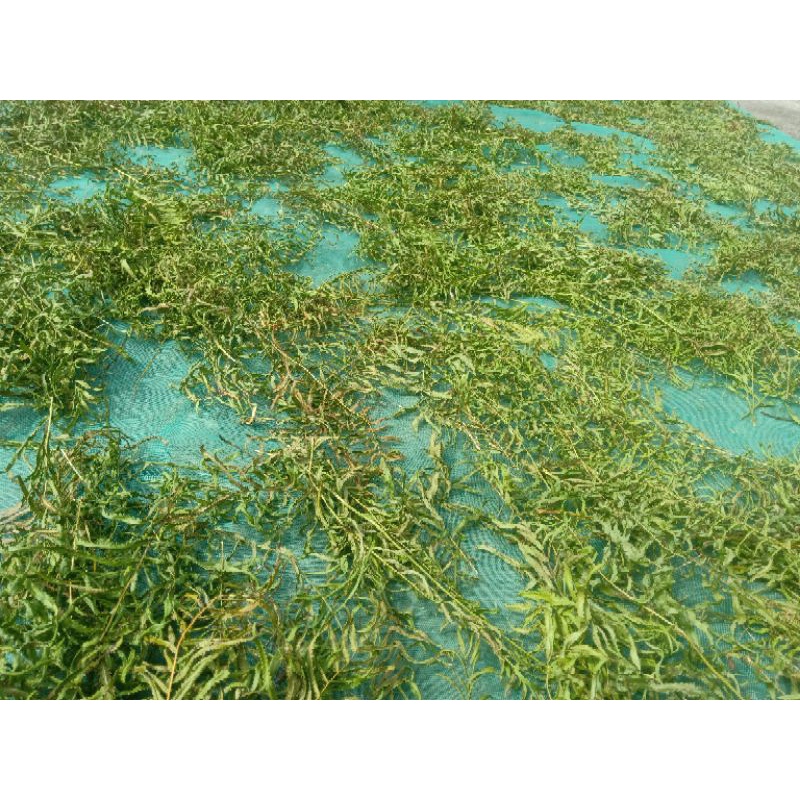 1kg cây dương xỉ khô