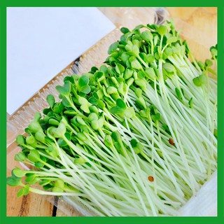 Hạt giống rau Cải Mầm Italy - Rau ăn lá ngắn ngày