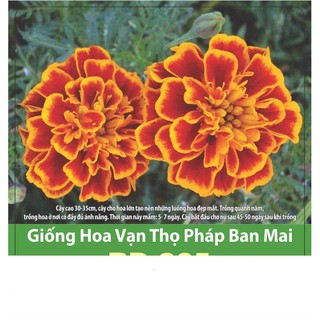 Hạt giống hoa vạn thọ pháp ban mai