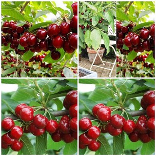 CÂY GIỐNG CHERY BRAZIL