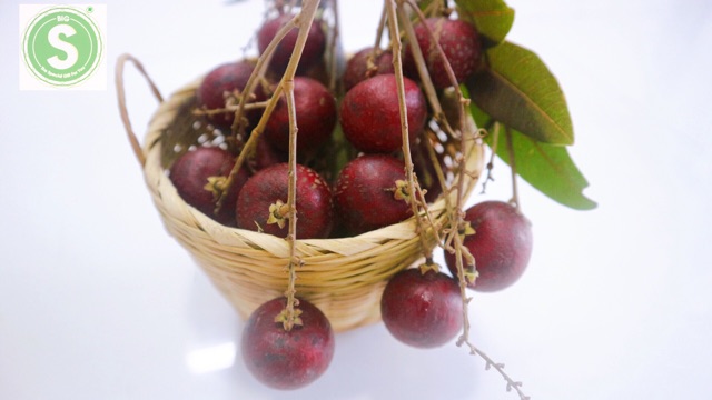 Cây Nhãn Tím của bác Huy, Sóc Trăng