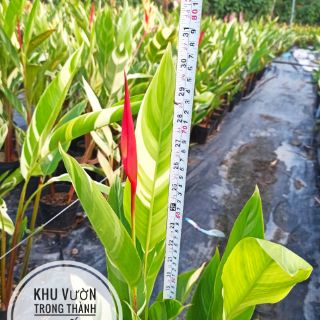 Cây Chuối mỏ két cẩm thạch (sỉ & lẻ)