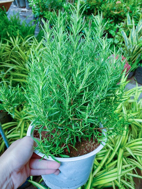 Chậu Hương Thảo size lớn