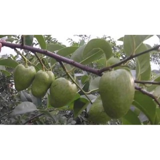 Trái Bình Bát Xanh Non 2kg OhKHON