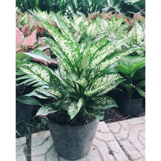 Cây ngọc ngân chậu nhựa