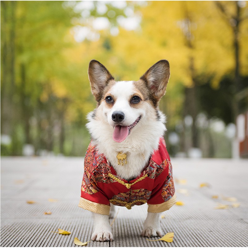 Quần áo Tết gấm thêu hoa cho chó lớn