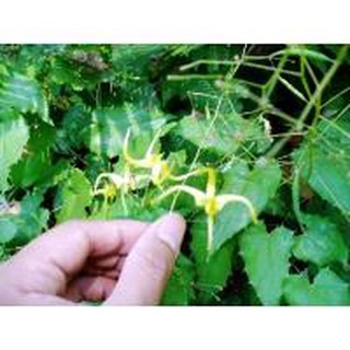 500G LÁ DÂM DƯƠNG HOẮC SAPA