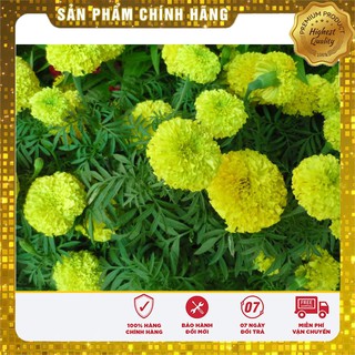 Hạt Giống Cúc vạn thọ Mỹ