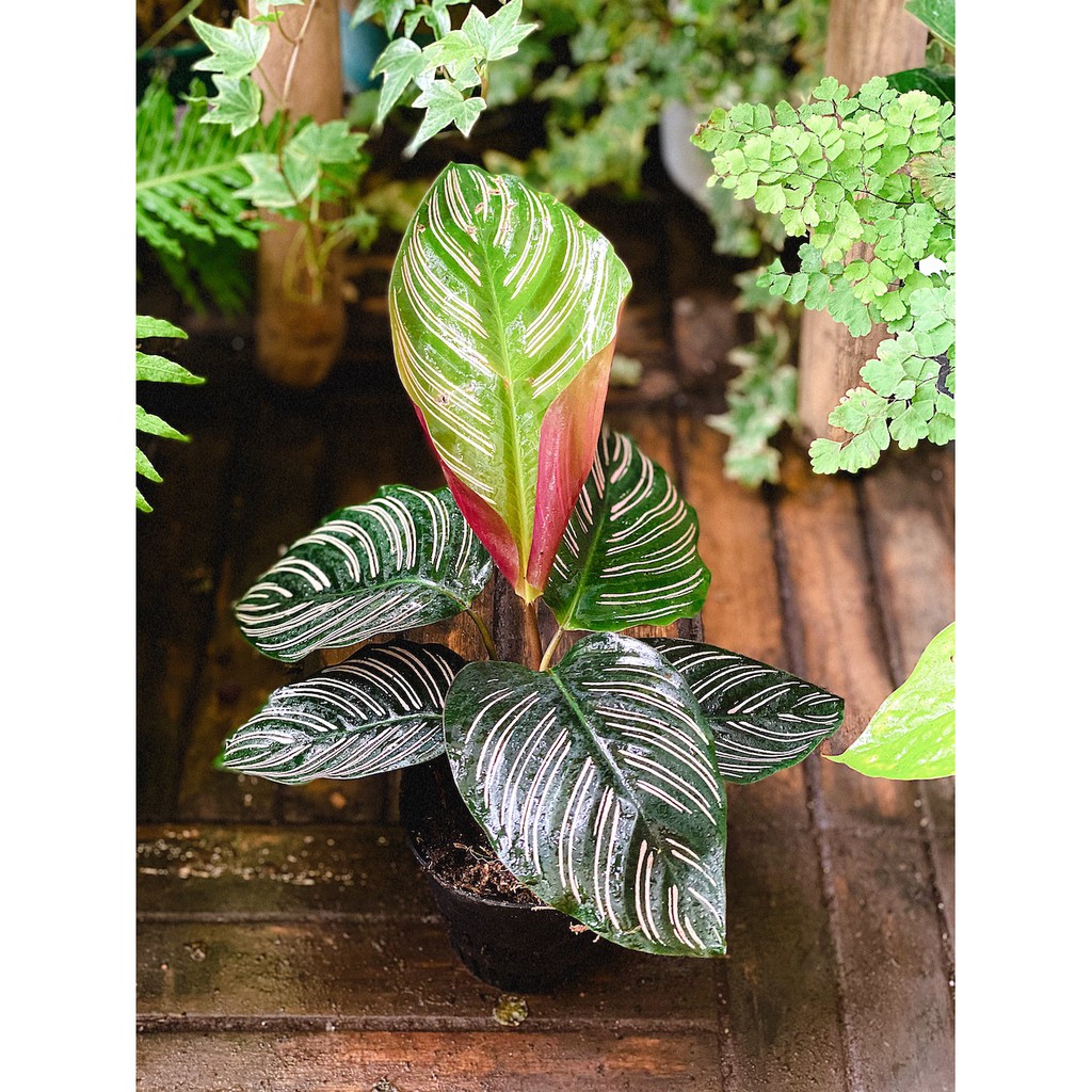 Cây Calathea ornata Sanderiana (Đuôi Công Đen, Hắc Công Vỹ) chậu nhựa