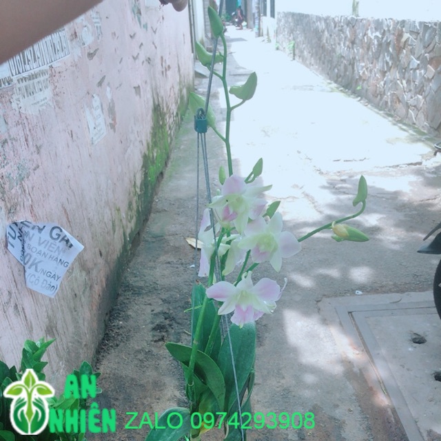 Lan Dendro Hồng Nhạt