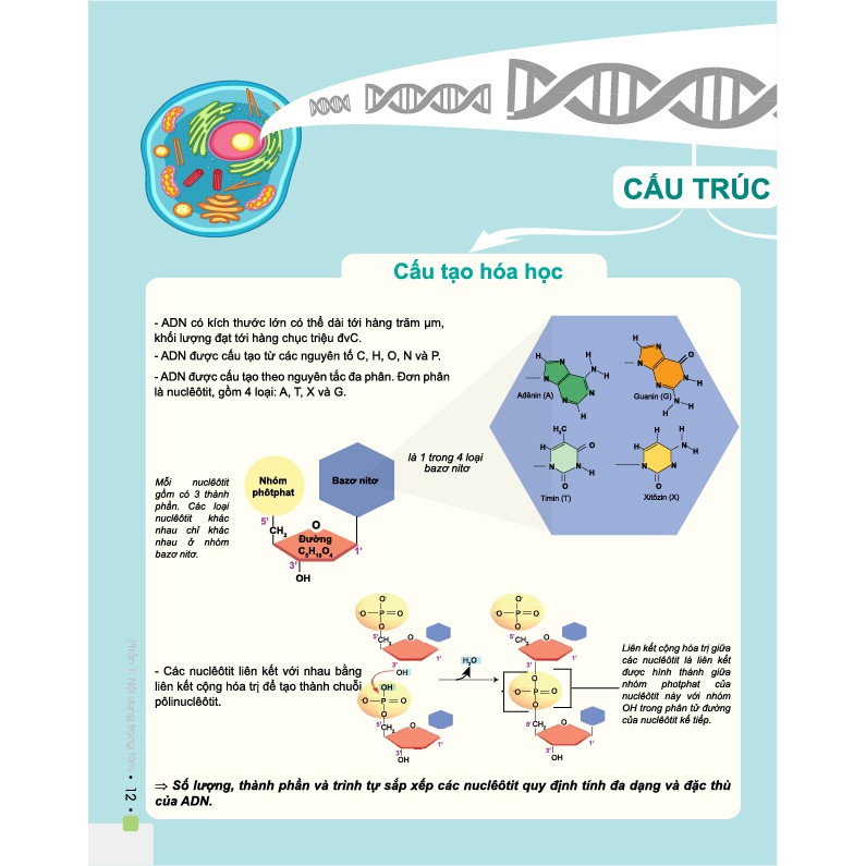 Sách - Đột phá 8+ môn Sinh học (Phiên bản mới) - Ôn thi đại học và THPT quốc gia - Chính hãng CCbook