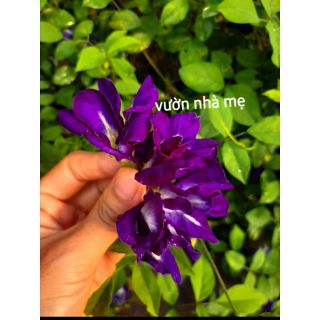 50 Hạt giống hoa đậu biếc cánh kép